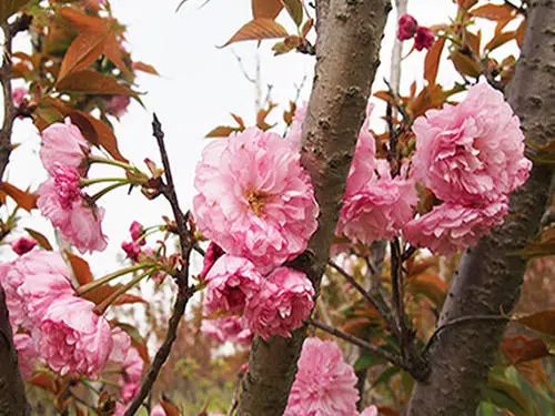 如(rú)何預防櫻花(huā)樹(shù)偏冠