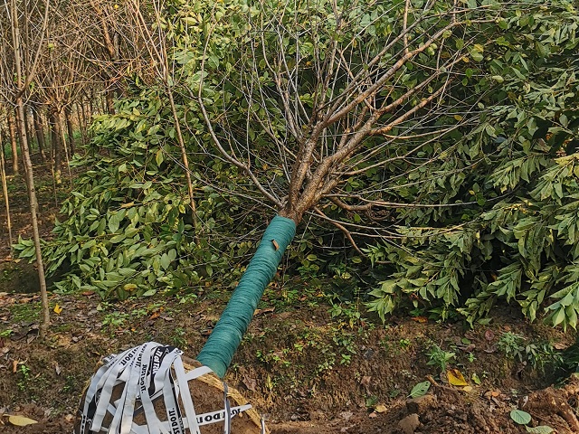 垂枝櫻花(huā)施工(gōng)