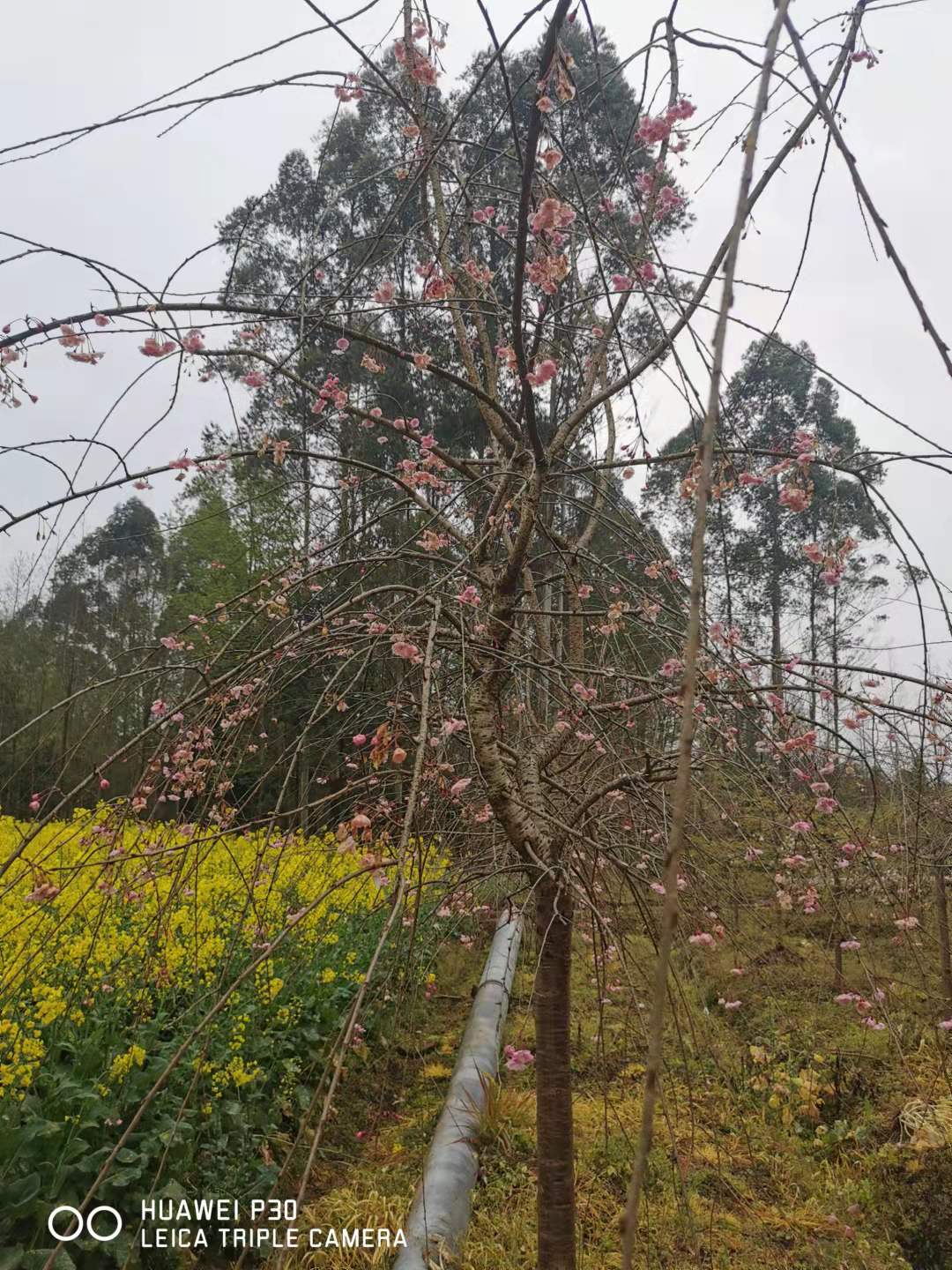 櫻花(huā).jpg