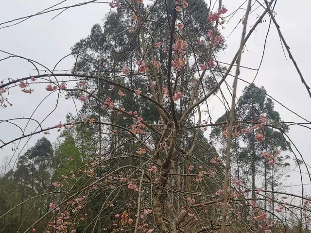 櫻花(huā)