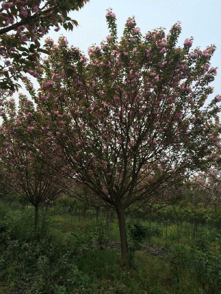 ​櫻花(huā)開(kāi)花(huā)一(yī)般在幾月(yuè)份比較漂亮(liàng)