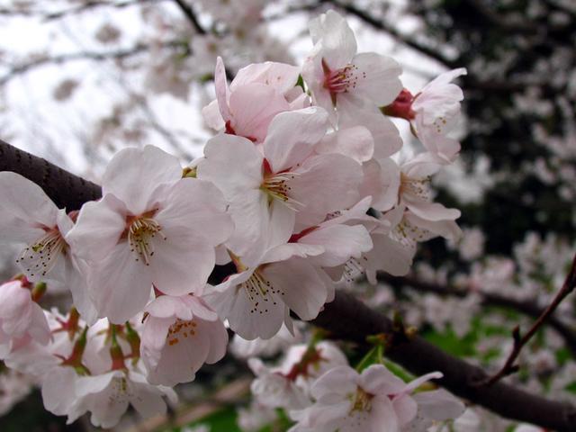 崇州三郎鎮櫻花(huā)有(yǒu)哪些(xiē)櫻花(huā)種類