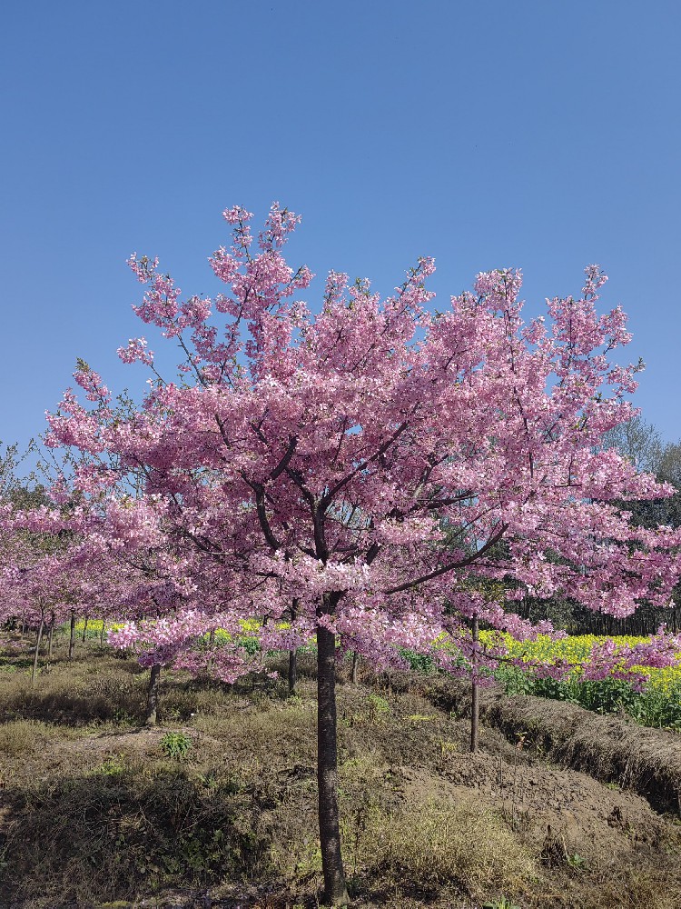 紅(hóng)粉佳人(rén)櫻花(huā)
