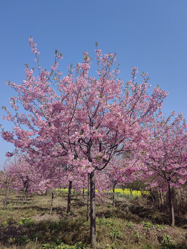 紅(hóng)粉佳人(rén)櫻花(huā)