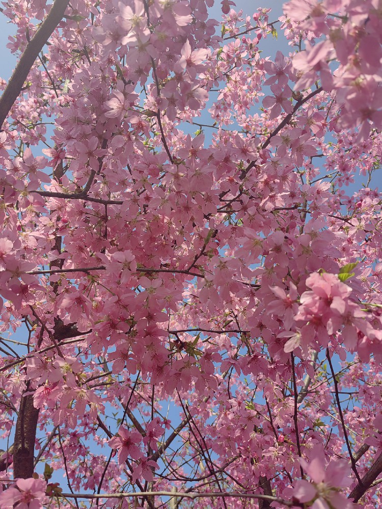 紅(hóng)粉佳人(rén)櫻花(huā)