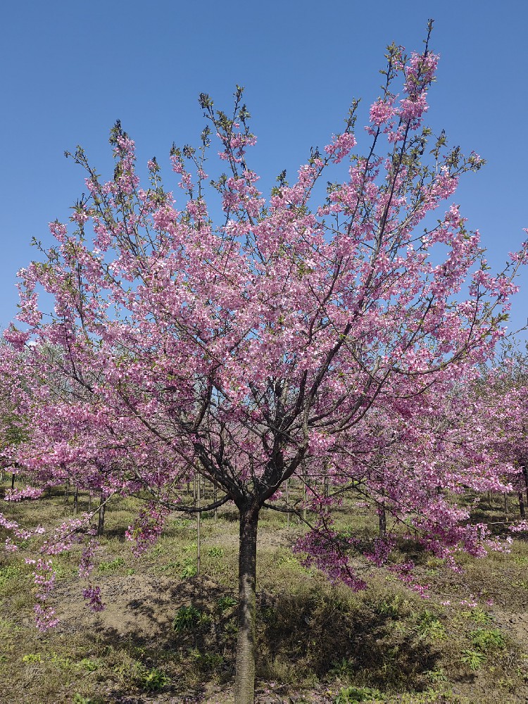 紅(hóng)粉佳人(rén)櫻花(huā)
