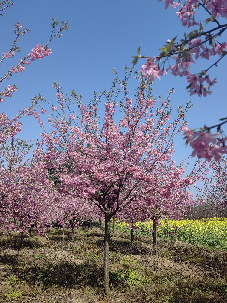 紅(hóng)粉佳人(rén)櫻花(huā)