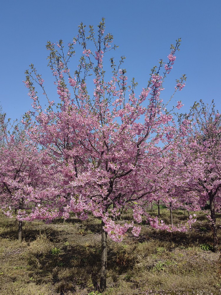 櫻花(huā)樹(shù)經濟效益不(bù)錯(cuò)，未來(lái)的(de)櫻花(huā)樹(shù)市(shì)場(chǎng)可(kě)能(néng)迎來(lái)爆發期！