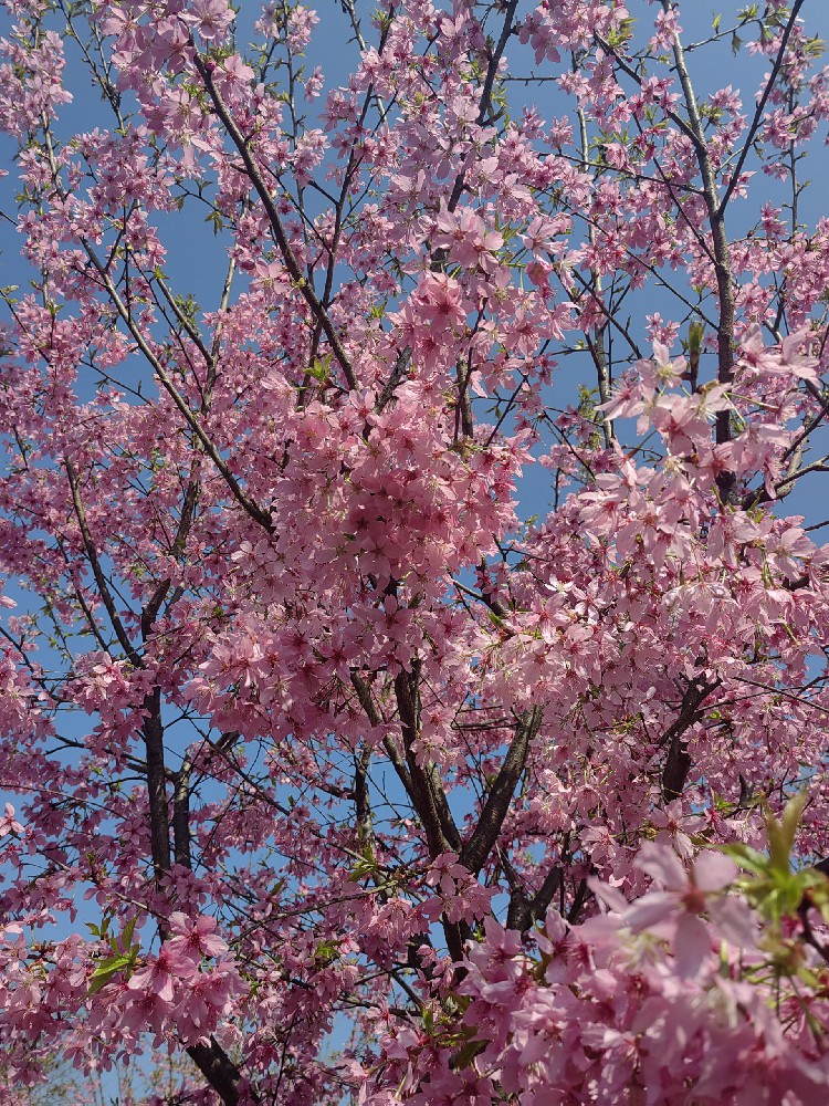 整個(gè)中國(guó)櫻花(huā)苗木(mù)市(shì)場(chǎng)現(xiàn)狀與分(fēn)析