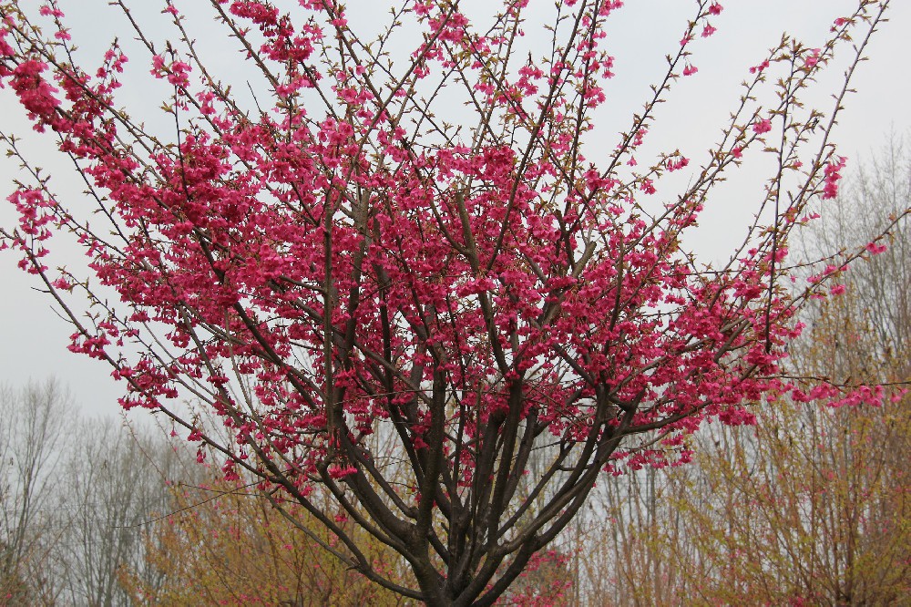 　中國(guó)紅(hóng)櫻花(huā)